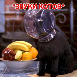 🐱 *ЗВУКИ КОТОВ* 猫, ペット, ボウル, フルーツ, 面白い, ロシア telegram sticker