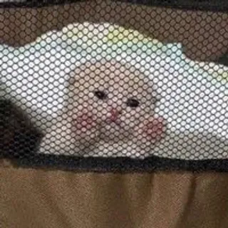 🐾 gato, animal, mascota, lindo, gatito, malla, ojos telegram sticker