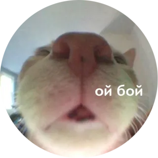 💂‍♀️ ой бой kat, close-up, grappig, dier, russisch whatsapp sticker