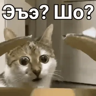 ⁉️ Эъэ? Шо? gato, meme, engraçado, chocado, surpresa telegram sticker