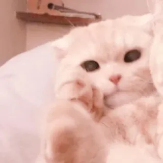🐈 kot, kociak, słodki, zwierzę, zwierzę domowe, kot domowy telegram sticker