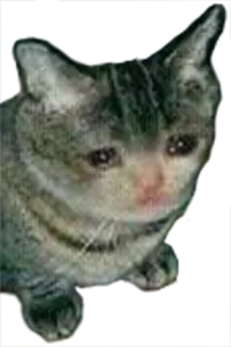 😔 gato triste, gato llorando, gato emocional, gato, animal, meme telegram sticker