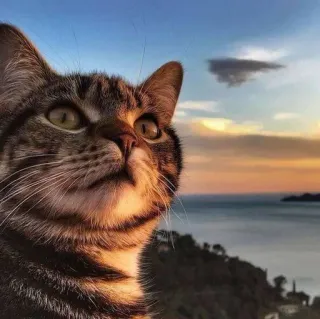 🍑 cat, animal, sunset, sea, nature, pet telegram sticker
