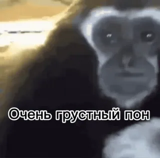 😭 Очень грустный пон monyet, sedih, kera, binatang, meme telegram sticker