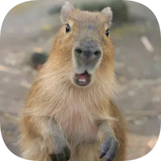 😲 capybara telegram sticker