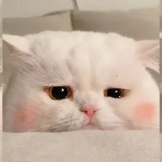 🪐 cat, cute, animal, pet, white, fluffy, kawaii telegram sticker