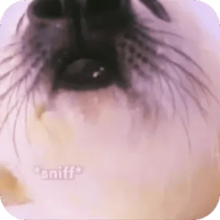 🥺 sniff cachorro, filhote, close-up, farejando, fofo, animal whatsapp sticker