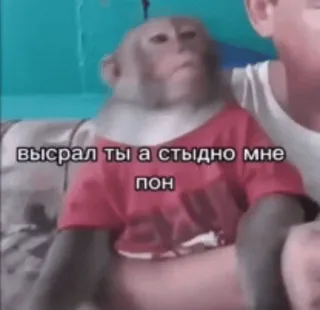 🙈 высрал ты а стыдно мне пон monkey, animal, meme, funny, russian, text whatsapp sticker