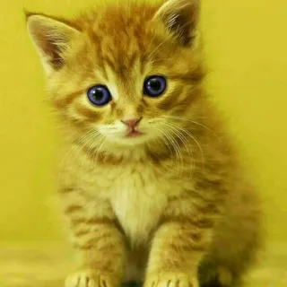 😺 chaton, chat, mignon, animal, domestique, félin telegram sticker