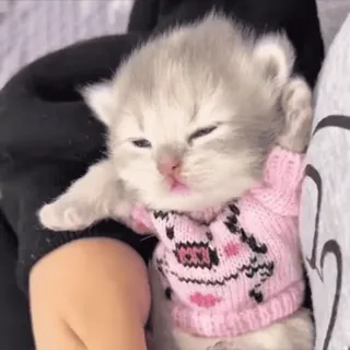🙃 gatinho, gato, fofo, animal de estimação, animal, suéter whatsapp sticker