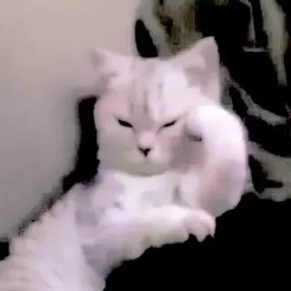 🥺 mèo, ngón giữa, xúc phạm, vô lễ, hài hước, động vật, thú cưng telegram sticker