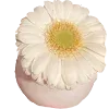 🌼