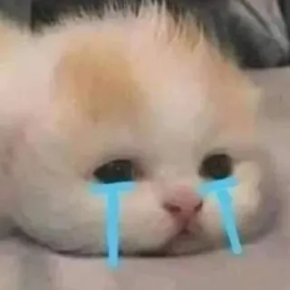💓 gatto, gattino, triste, piangendo, lacrime, emotivo, carino telegram sticker