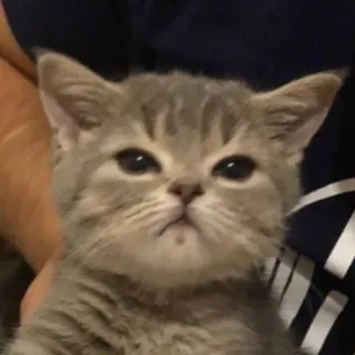 🐈 猫, 小猫, 动物, 宠物, 可爱, 猫科 telegram sticker