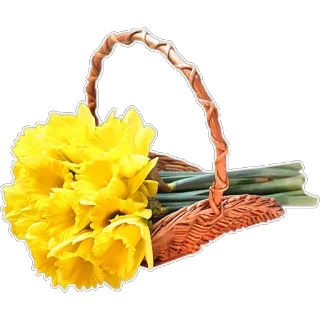 🌹 цветы, нарциссы, весна, корзина, желтые цветы, цветочная композиция, природа telegram sticker
