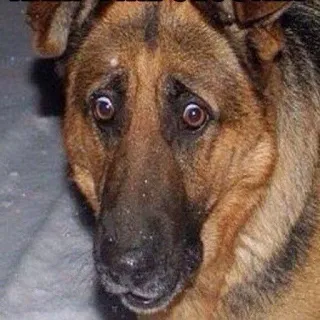 🐶 perro, pastor alemán, asustado, preocupado, animal, mascota, meme telegram sticker
