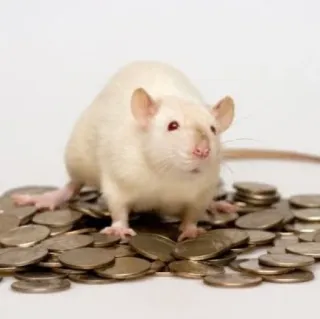 🐭 chuột, tiền, đồng xu, gặm nhấm, động vật, giàu có telegram sticker