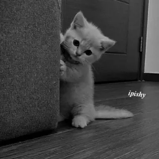 🕸 ipishy 小猫, 猫, 可爱, 宠物, 动物 telegram sticker
