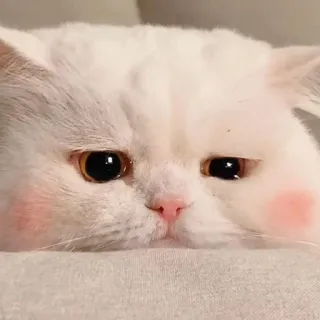 😓 แมว, น่ารัก, สัตว์, สัตว์เลี้ยง, แมวขาว, คาวาอิ telegram sticker