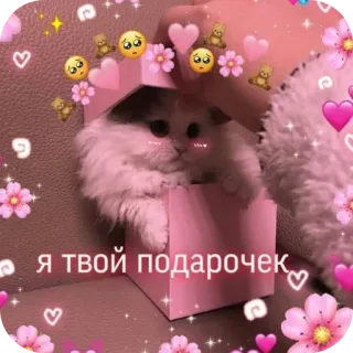 😁 я твой подарочек かわいい, 猫, 子猫, 箱, プレゼント, ハート telegram sticker
