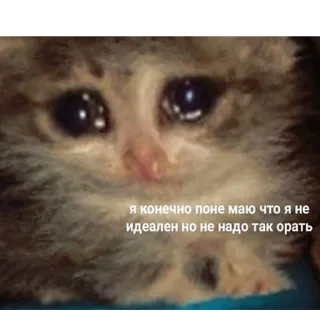 😢 Я конечно поне маю что я не идеален но не надо так орать kot, kociak, smutny, płacz, mem, rosyjski, tekst telegram sticker