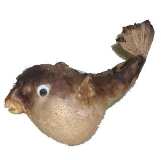 🐡 poisson, poisson-globe, animal, créature marine whatsapp sticker