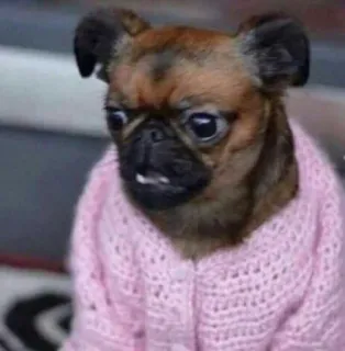 😦 perro, suéter, lindo, animal, mascota, grifón belga telegram sticker