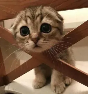 🥺 gato, gatinho, fofo, adorável, animal, animal de estimação telegram sticker