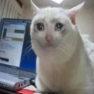 😒 cat, sad, crying, laptop, meme, white cat whatsapp sticker