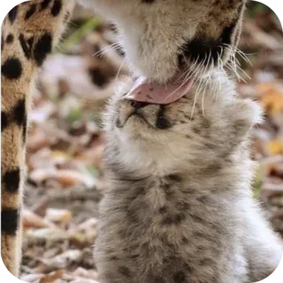 🐱 เสือชีตาห์, ลูก, สัตว์, สัตว์ป่า, ธรรมชาติ, แม่, เด็ก, แมวใหญ่ telegram sticker