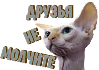 ☹️ ДРУЗЬЯ
НЕ
МОЛЧИТЕ cat, sphynx, russian, text, friends, dont be silent telegram sticker