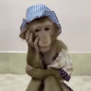 😀 macaco, animal, chapéu, roupa, fofo, triste whatsapp sticker