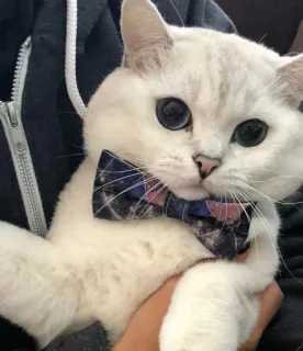 😻 Katze, Fliege, Haustier, Tier, süß, weiße Katze telegram sticker