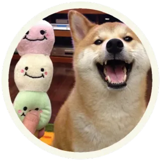 😂 perro, shiba inu, dango, comida, kawaii, lindo, sonriendo telegram sticker