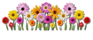 🤕 flowers, floral, garden, nature, colorful, spring whatsapp sticker