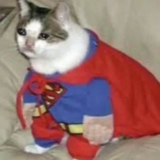 😪 Superman chat, super-héros, animal de compagnie, animal, costume, chat triste, Superman, cape telegram sticker