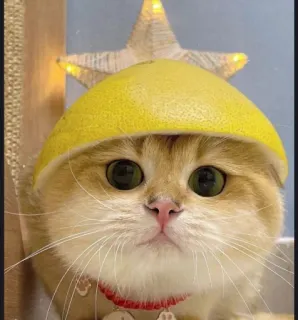 🌟 mèo, mèo con, dễ thương, động vật, thú cưng, màu cam, chanh telegram sticker