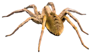🕷 spin, arachnide, dier, insect, griezelig, natuur telegram sticker