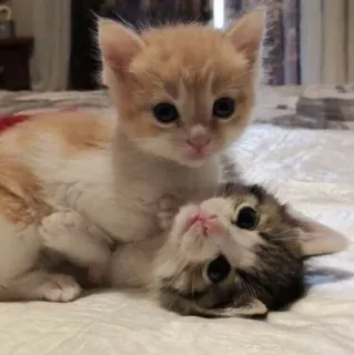 💖 小猫, 猫, 动物, 可爱, 宠物, 猫科动物 telegram sticker