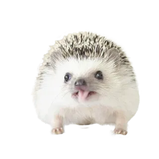 😋 hedgehog, animal, cute, mammal, pet telegram sticker
