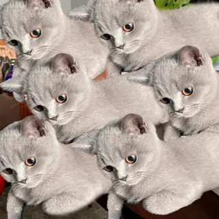❓ kucing, anak kucing, hewan peliharaan, hewan, lucu, kucing abu-abu, British Shorthair telegram sticker