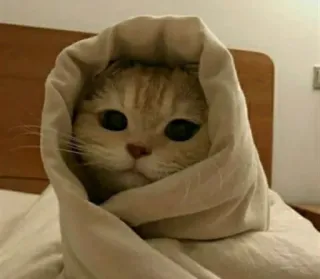 ☺️ gatto, coperta, carino, animale, animale domestico telegram sticker