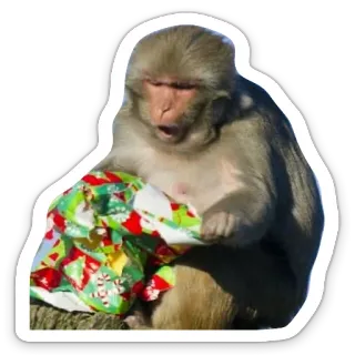 😱 scimmia, animale, regalo, pacco, vacanza, carta da regalo, presente telegram sticker