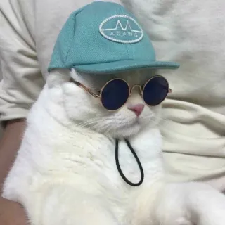 😒 ADAMS Katze, Sonnenbrille, Hut, Adams, Haustier, Tier, lustig telegram sticker