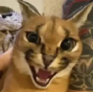 😡 Katze, Floppa, Tier, Meme, Big Floppa whatsapp sticker