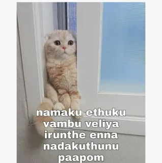 😆 namaku ethuku vambu veliya irunthe enna nadakuthunu paapom gato, janela, observação, humor, animal telegram sticker