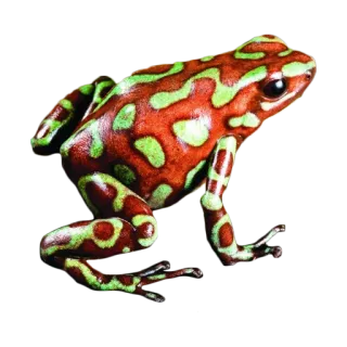 🐸 カエル, ヤドクガエル, 動物, 野生動物, 両生類, 自然, 熱帯, エキゾチック telegram sticker