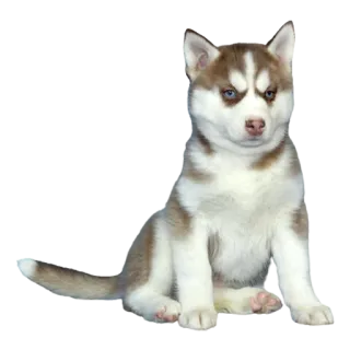 🐹 anjing, anak anjing, husky, hewan peliharaan, lucu, binatang telegram sticker