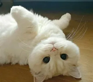 😸 gatto, bianco, carino, animale domestico, animale telegram sticker