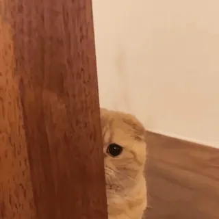 👀 кот, подглядывать, любопытный, животное, питомец telegram sticker